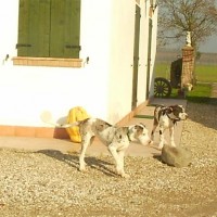 Agriturismo La Strozza amici a 4 zampe