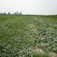 azienda agricola